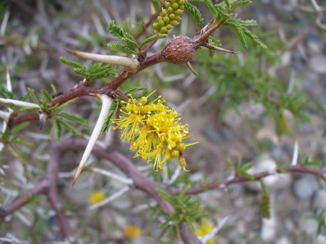 prova a toccarmi! Dall''Argentina: Prosopis sp. ( Fabaceae)